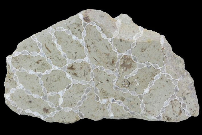 Polished Fossil Chain Coral (Catenipora) - Estonia #91857